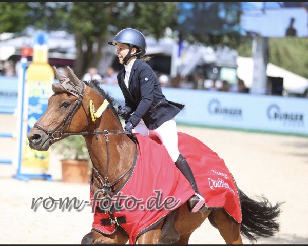 jumper Franz Ferdinand (German Riding Pony, 2007, from Der feine Lord AT)