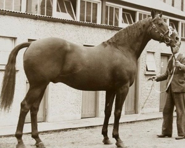 horse Knocklong Boy xx (Thoroughbred, 1922, from Pop-Along xx)