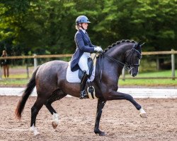 dressage horse Floris Grey (Hanoverian, 2016, from Floris Prince)