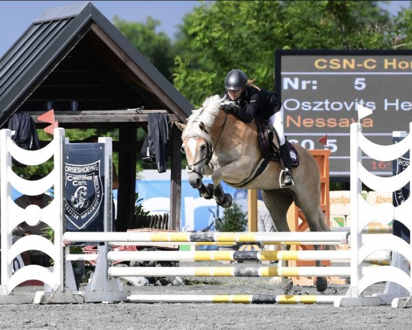 Springpferd Nessaya (Haflinger, 2019)