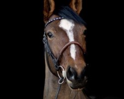 Springpferd Q-Grantinus V (Hannoveraner, 2011, von FRH Quaid)