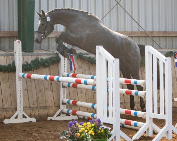 broodmare Normandie (Holsteiner, 2020, from UNITED WAY)