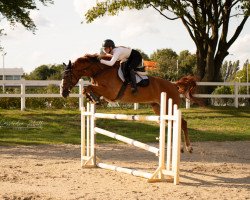 jumper Balino 8 (Oldenburg, 2008, from Balou du Rouet)