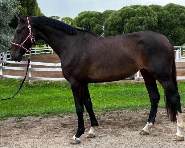horse Cimberly (Latvian Warmblood, 2020, from Cesano II)
