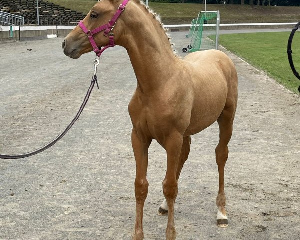 horse Quantum (Oldenburg, 2023, from Qandide)