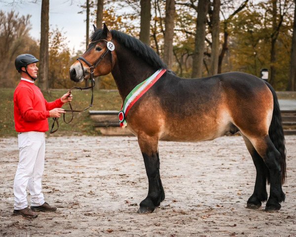 stallion Opalius (Rhenish-German Cold-Blood, 2021, from Olympus von Wallwitz)