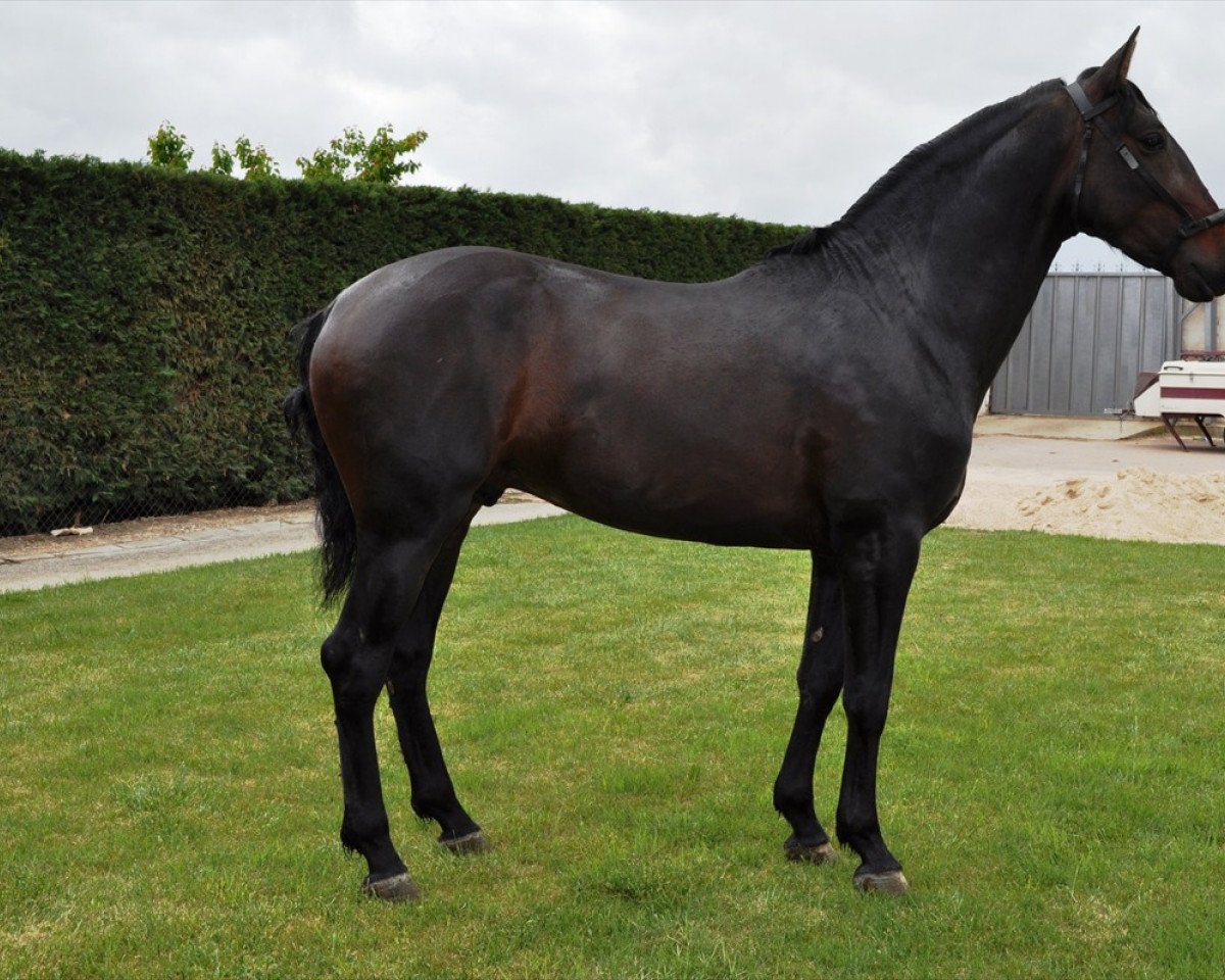 stallion Fado I (Pura Raza Espanola (PRE),  )