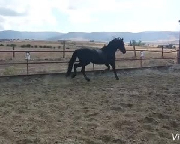 Video of Crisonto GG