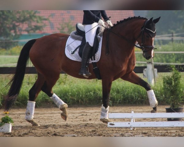 Pferd Eiskönigin 4 (Hannoveraner, 2019, von Escolar)