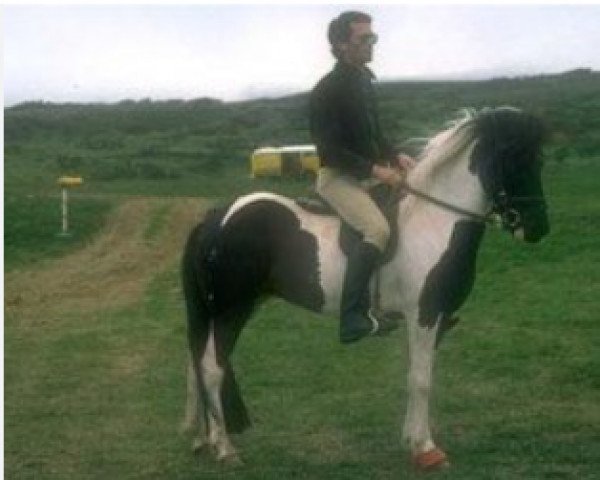 broodmare Hervör frá Sauðárkróki (Iceland Horse, 1973, from Hrafn frá Holtsmúla)