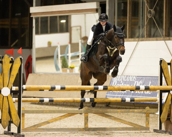 jumper Nemo Is Back (Westphalian, 2017, from Nelson 240)