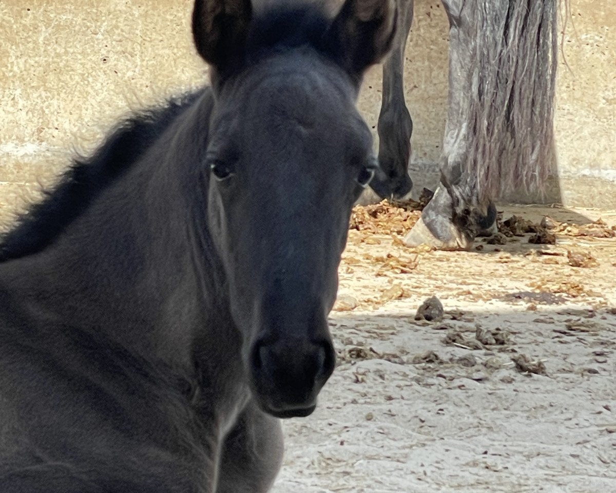 broodmare Treidelhof Mora (Pura Raza Espanola (PRE), 2023, from Crisonto GG)