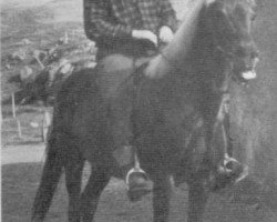 broodmare Ljónslöpp frá Ketilsstöðum (Iceland Horse, 1939, from Blesi frá Ketilsstöðum)