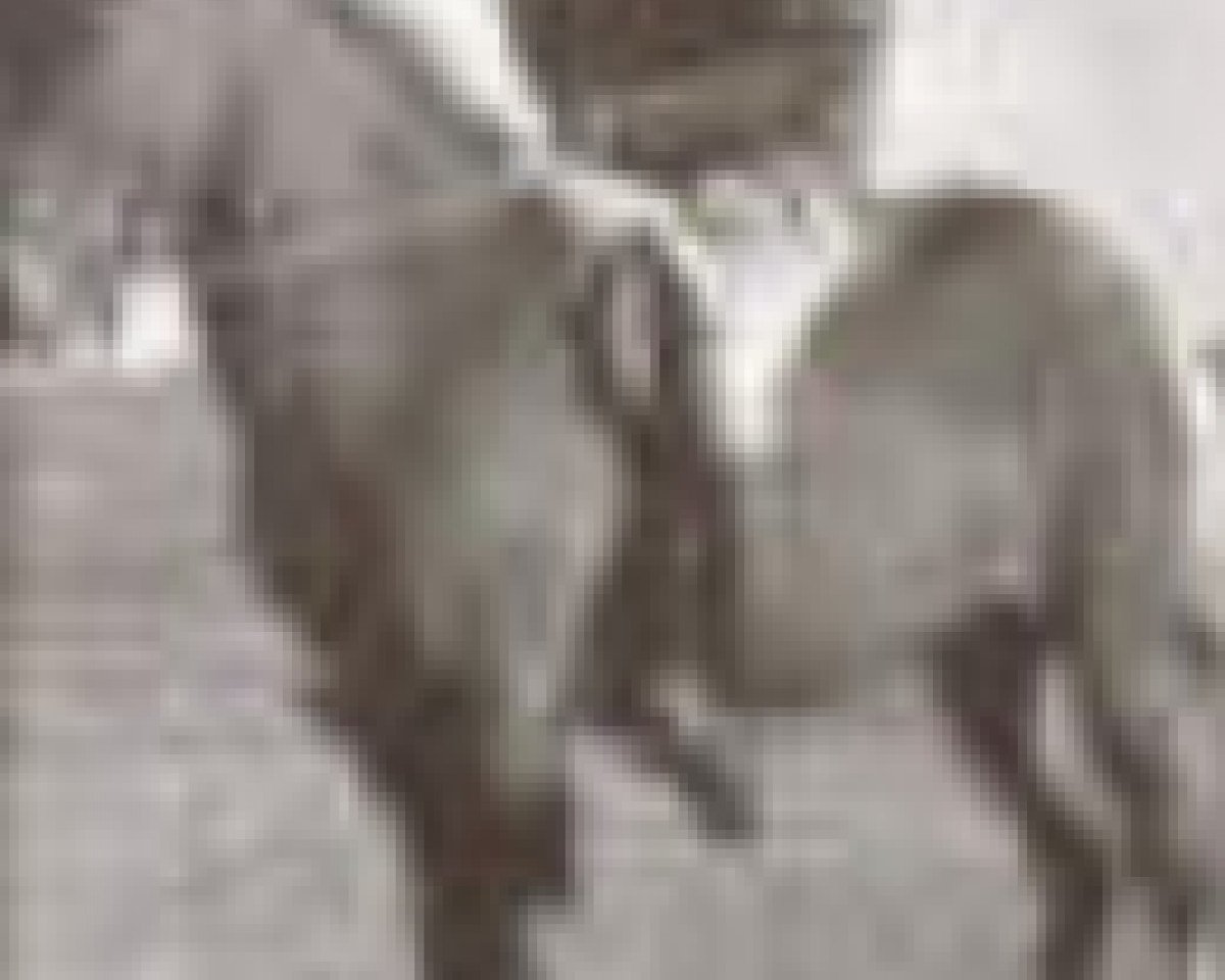 Deckhengst Snæfaxi frá Kirkjubæ (Islandpferd, 1956, von Randver frá Svaðastöðum frá Kirkjubæ)