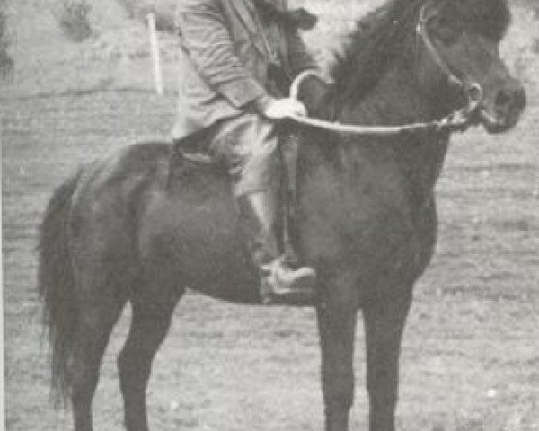 stallion Geysir frá Stóru-Giljá (Iceland Horse, 1938, from Glaður frá Rútsstöðum) stallion Geysir frá Stóru-Giljá (Iceland Horse, 1938, from Glaður frá Rútsstöðum)