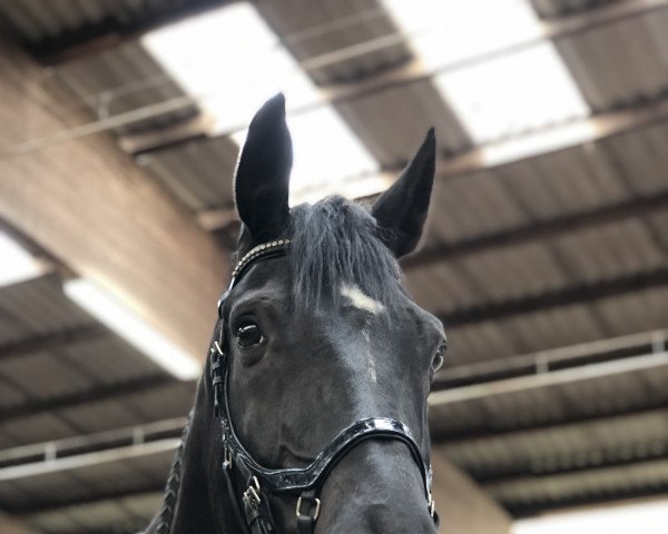 horse Black Jack (Hanoverian, 2008, from Stedinger)