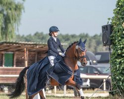 dressage horse Mini Cooper 5 (German Riding Pony, 2009, from Mac Dreamy)