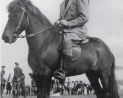 broodmare Ragnars-Brúnka frá Sauðárkróki frá Þrastarstöðum (Iceland Horse, 1937, from Svadi fra Mannskadaholi)