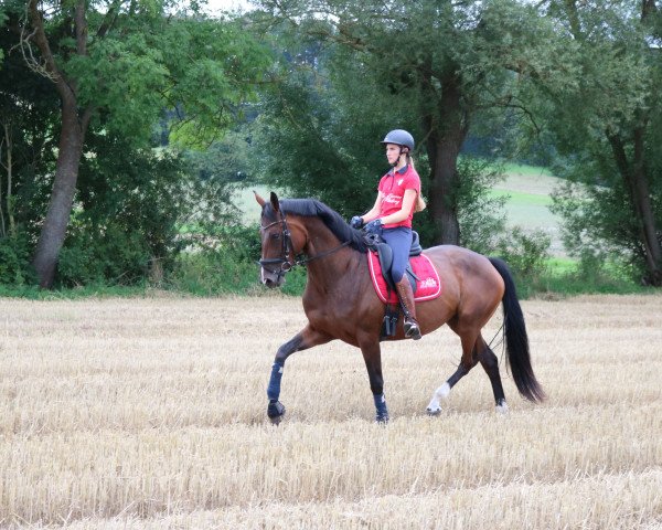 horse Emilia Loreen (Hanoverian, 2019, from Emilio)