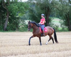Pferd Emilia Loreen (Hannoveraner, 2019, von Emilio)