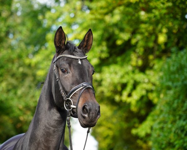 Pferd Igraine V (Hannoveraner, 2019, von Isterberg V.)