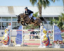 jumper Korlenski (Zangersheide riding horse, 2015, from Cornet Obolensky)
