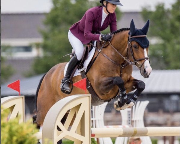 jumper Righteous (anglo european sporthorse, 2013, from Luidam)