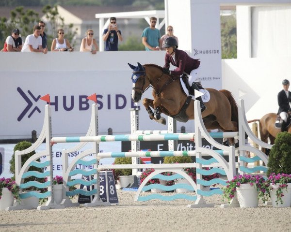 jumper Juanito van de Zeilhoek (KWPN (Royal Dutch Sporthorse), 2014, from Otello de Villeneuve)