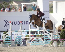 jumper Juanito van de Zeilhoek (KWPN (Royal Dutch Sporthorse), 2014, from Otello de Villeneuve)