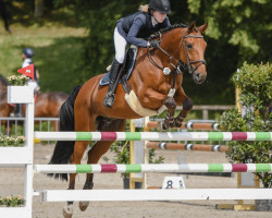 jumper Sky News (Hanoverian, 2010, from Stakkato)