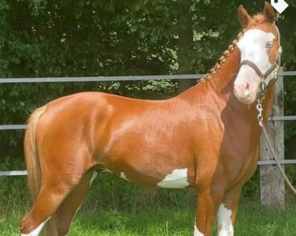 Dressurpferd Pumuckl Blue Eye (Deutsches Reitpony, 2018, von Pinocchio S.w.)