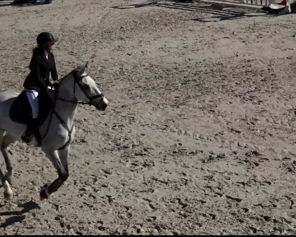 horse Ulysse du Granit (Selle Français, 2008, from Mylord Carthago)