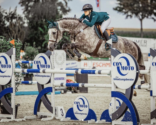 Springpferd High Five (Deutsches Reitpferd, 2017, von HICKSTEAD WHITE)