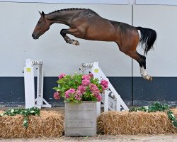 jumper Sillou (Belgian Warmblood, 2018, from Hasall van de Mispelaere)