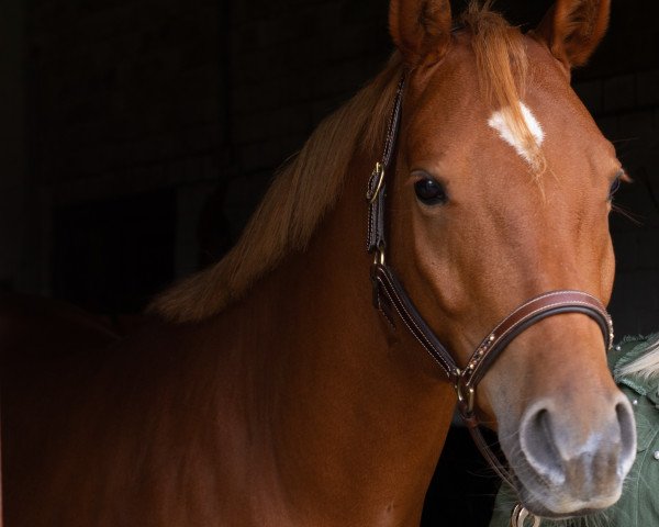horse Olovi (German Riding Pony, 2018, from High Flow's Oxford)
