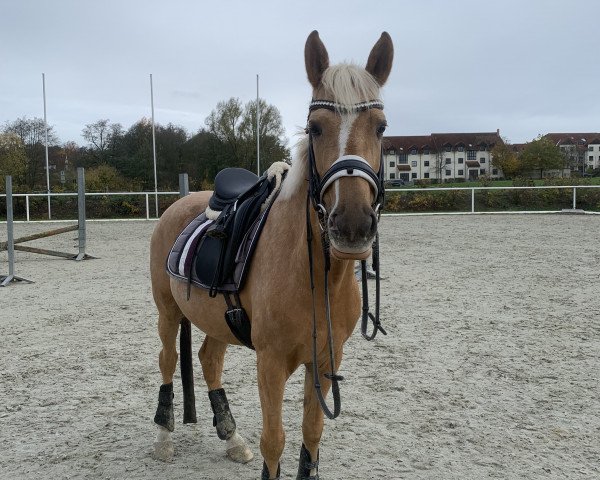 horse Saba 39 (German Riding Pony, 2015, from Rheingold)