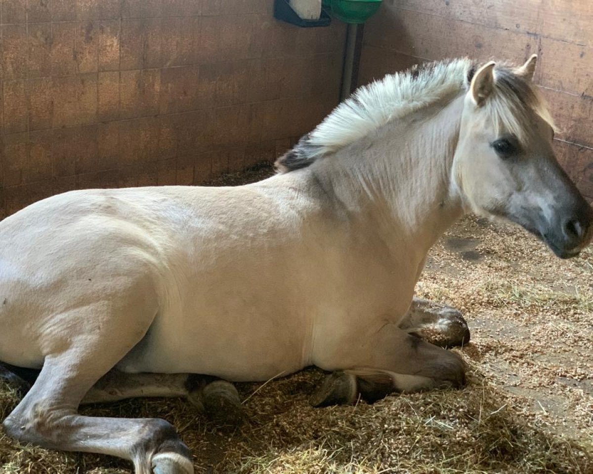 stallion Imperio vom Eicherbauer (Fjord Horse, 2022, from Ilribo)