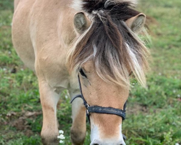 horse Loriot vom Eicherbauer (Fjord Horse, 2022, from Legolas)