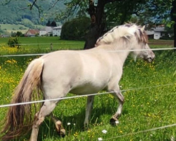 horse Ramina (Fjord Horse, 2020, from Kristofferson) horse Ramina (Fjord Horse, 2020, from Kristofferson)