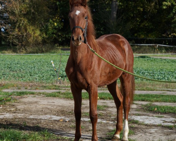 horse Vidorya MZ (German Sport Horse, 2022, from Vivanero)