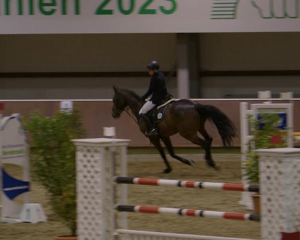 Reitturnier Gahlen 2023