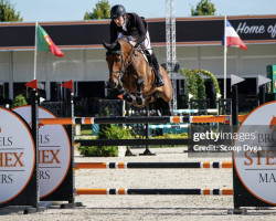 jumper Thunder G Z (Zangersheide riding horse, 2011, from Tyson)
