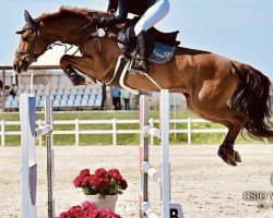 jumper Chakira (Holsteiner, 2013, from Cascadello)