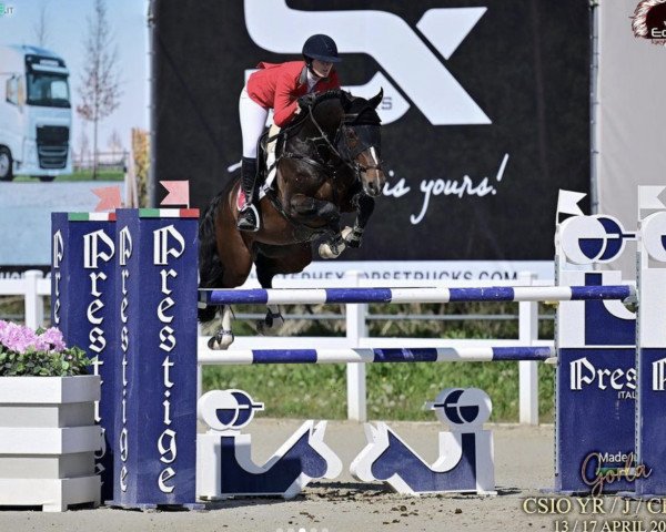 jumper Here I'Am Z (Zangersheide riding horse, 2013, from VDL Harley)