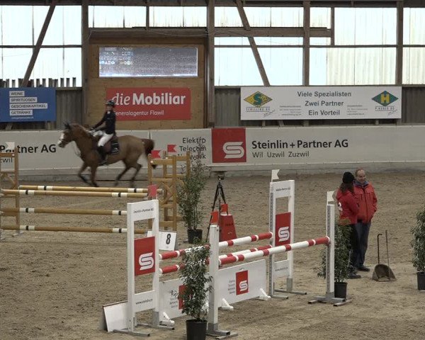 Reitturnier Henau 2023
