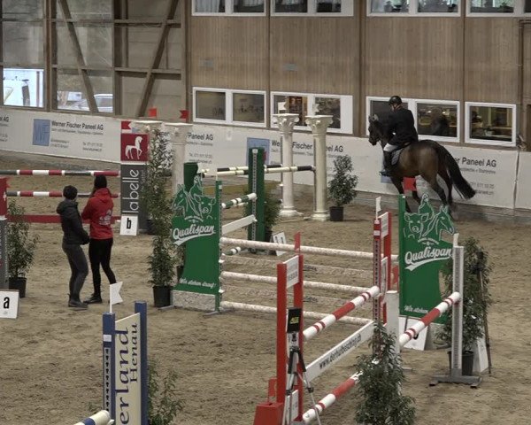 Reitturnier Henau 2023
