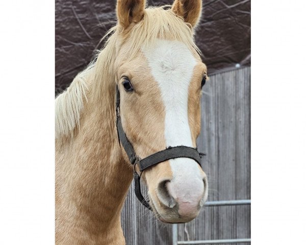 horse K.C. My Hero (Hanoverian, 2022, from FS Mr. Right)