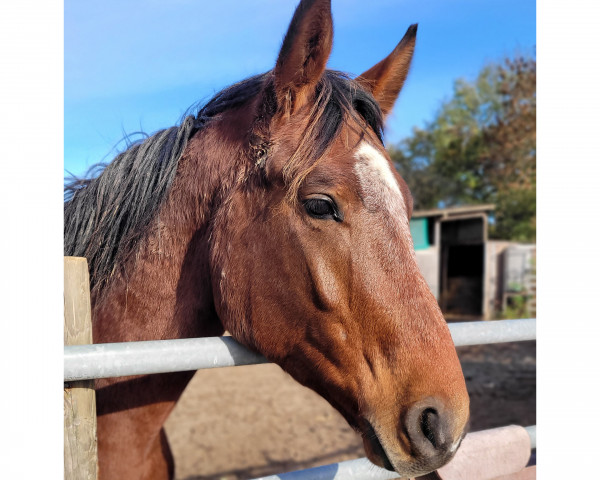 horse K.C. Ostwind (Hanoverian, 2021, from Ogano)