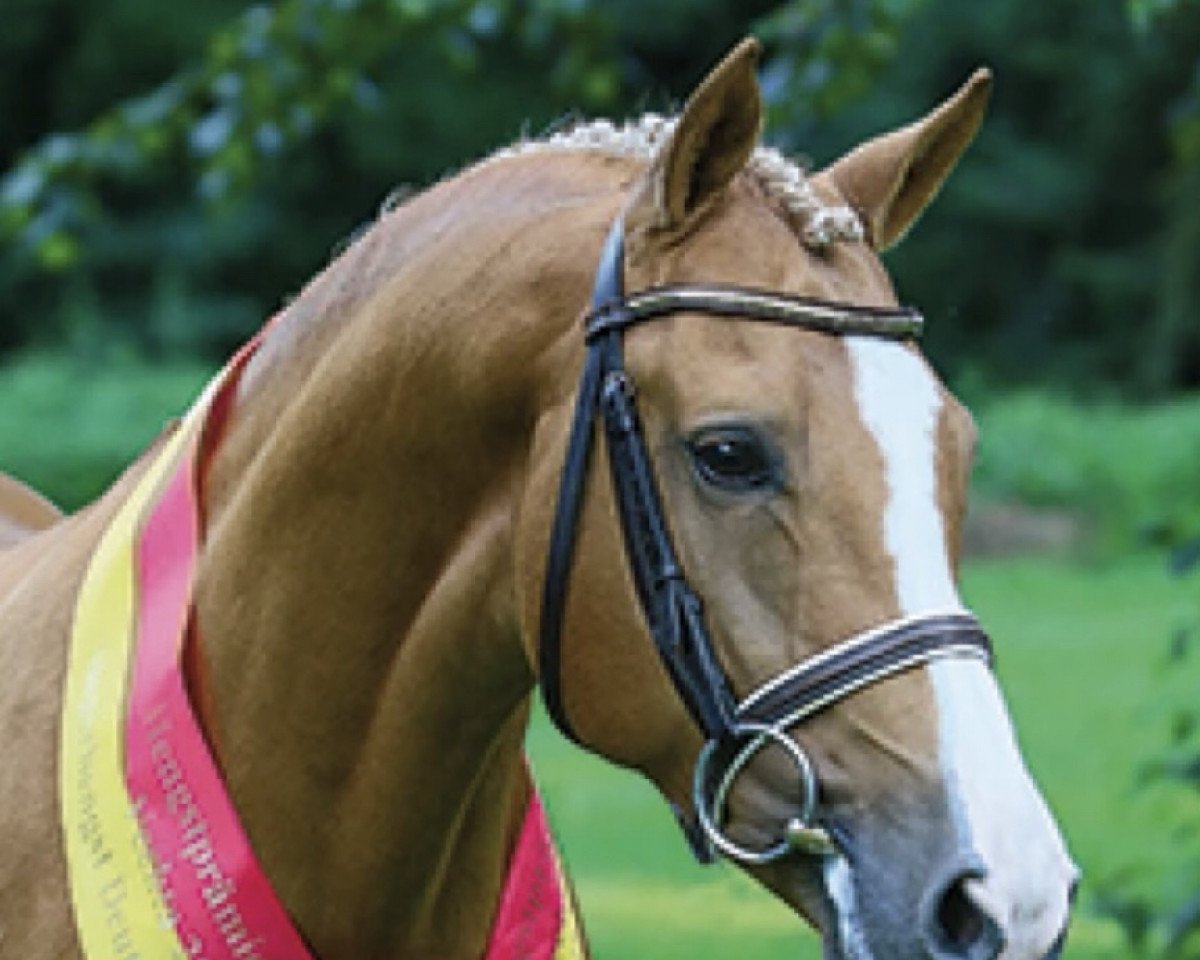 Deckhengst Can Dance 3 (Deutsches Reitpony, 2007, von FS Champion de Luxe)