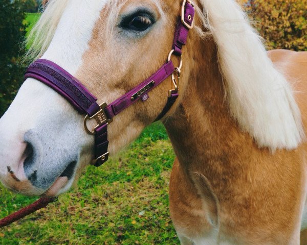 horse Mario (Arabo-Haflinger, 2020, from Aberlord)